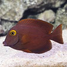 Kole Yellow Eye Tang fish