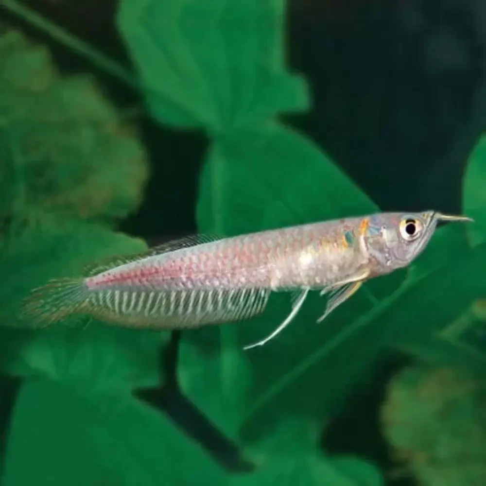 Silver Arowana