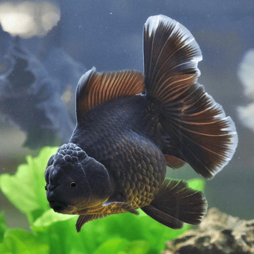 Black Oranda