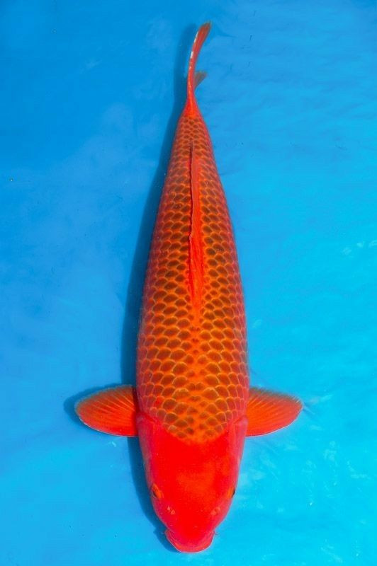 Benigoi Koi kolathur fish market