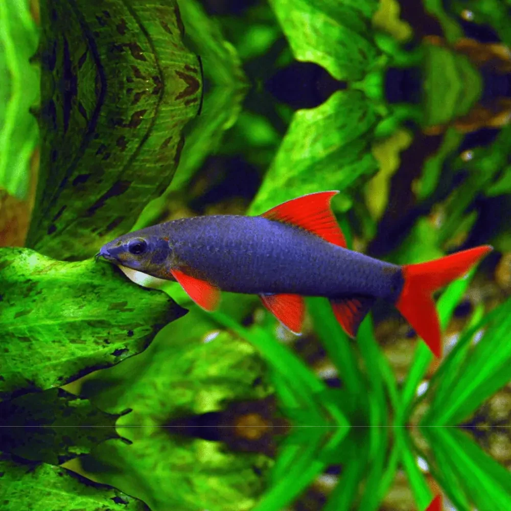 Rainbow Shark