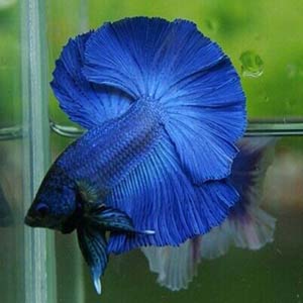 Full moon Betta fish Female