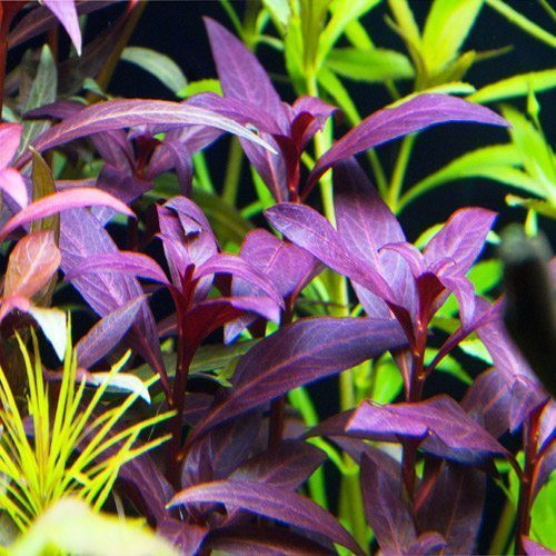 Ludwigia Glandulosa