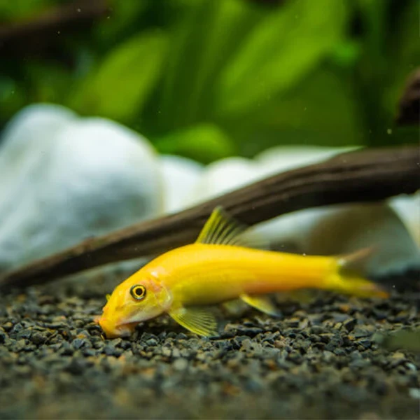 Golden Algae Eater