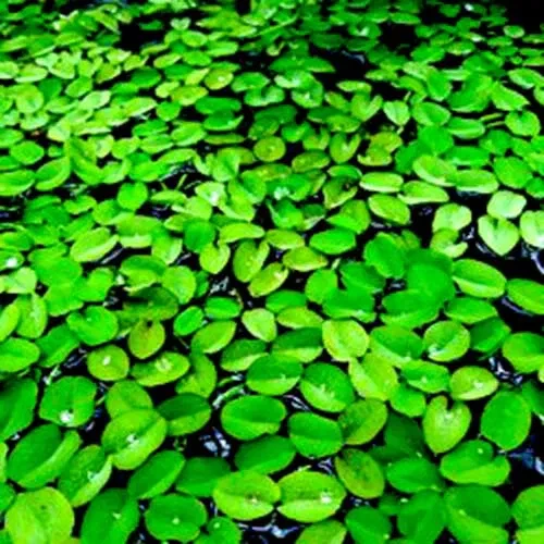 Water Salvinia