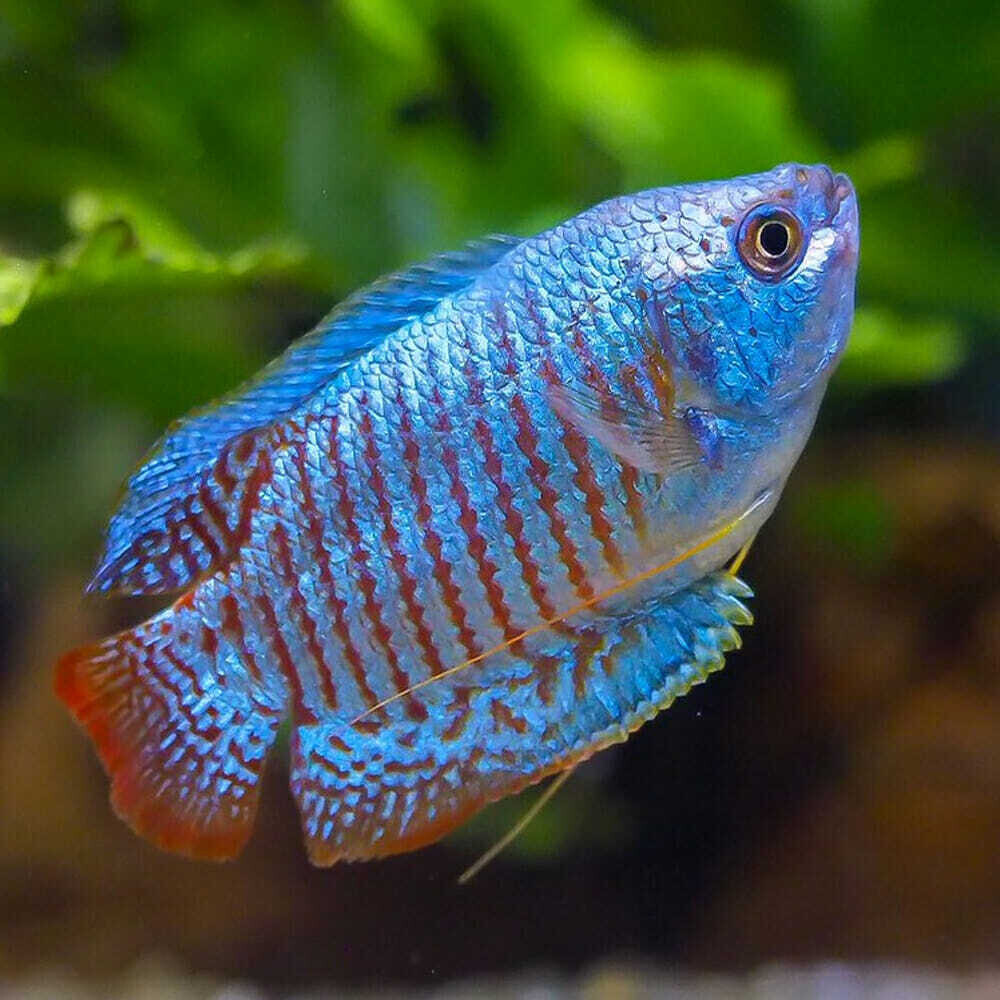 Gourami