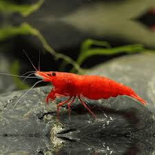 Shrimp - Red