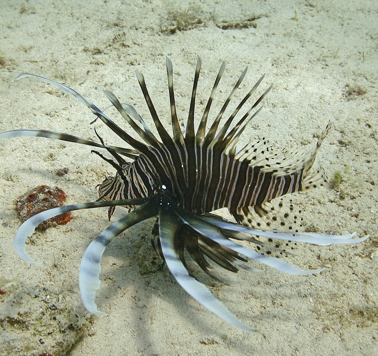 Volitan Lionfish