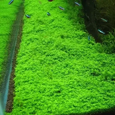 Dwarf hairgrass (N091)