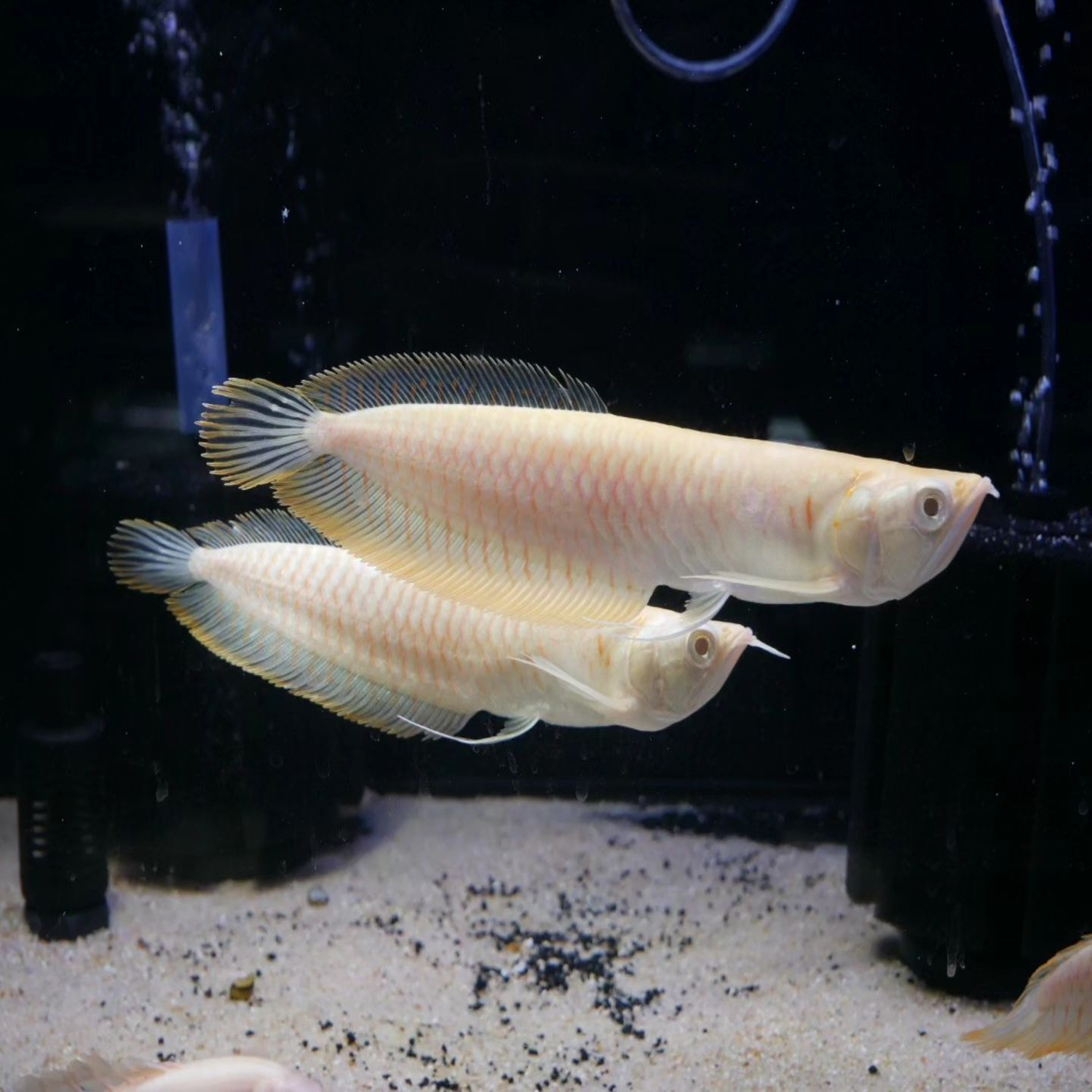 Albino Red Eye Arowana