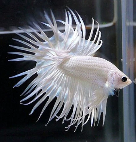 CROWNTAIL WHITE