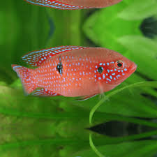 Jewel Cichlid