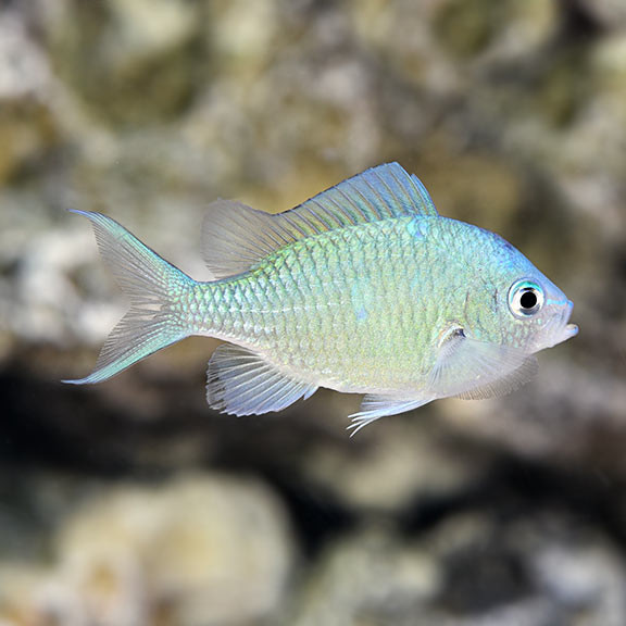 Blue Green Reef Chromis fish