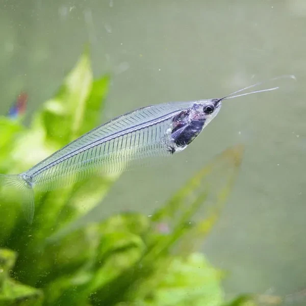 Thailand Glass Catfish