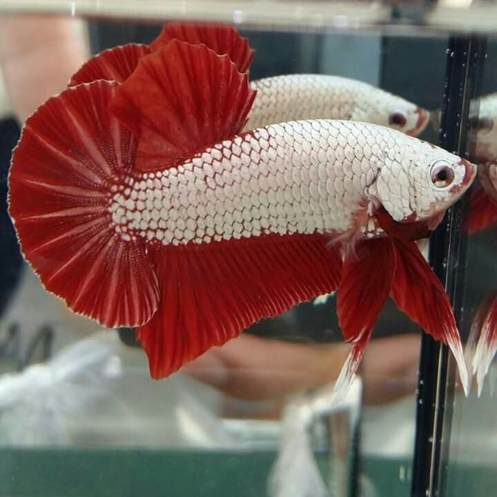 Boxer Plakat Betta fish