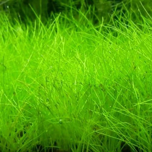 Dwarf hair grass(bunch