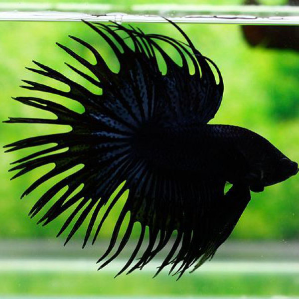 King Cobra Crown Tail betta fish