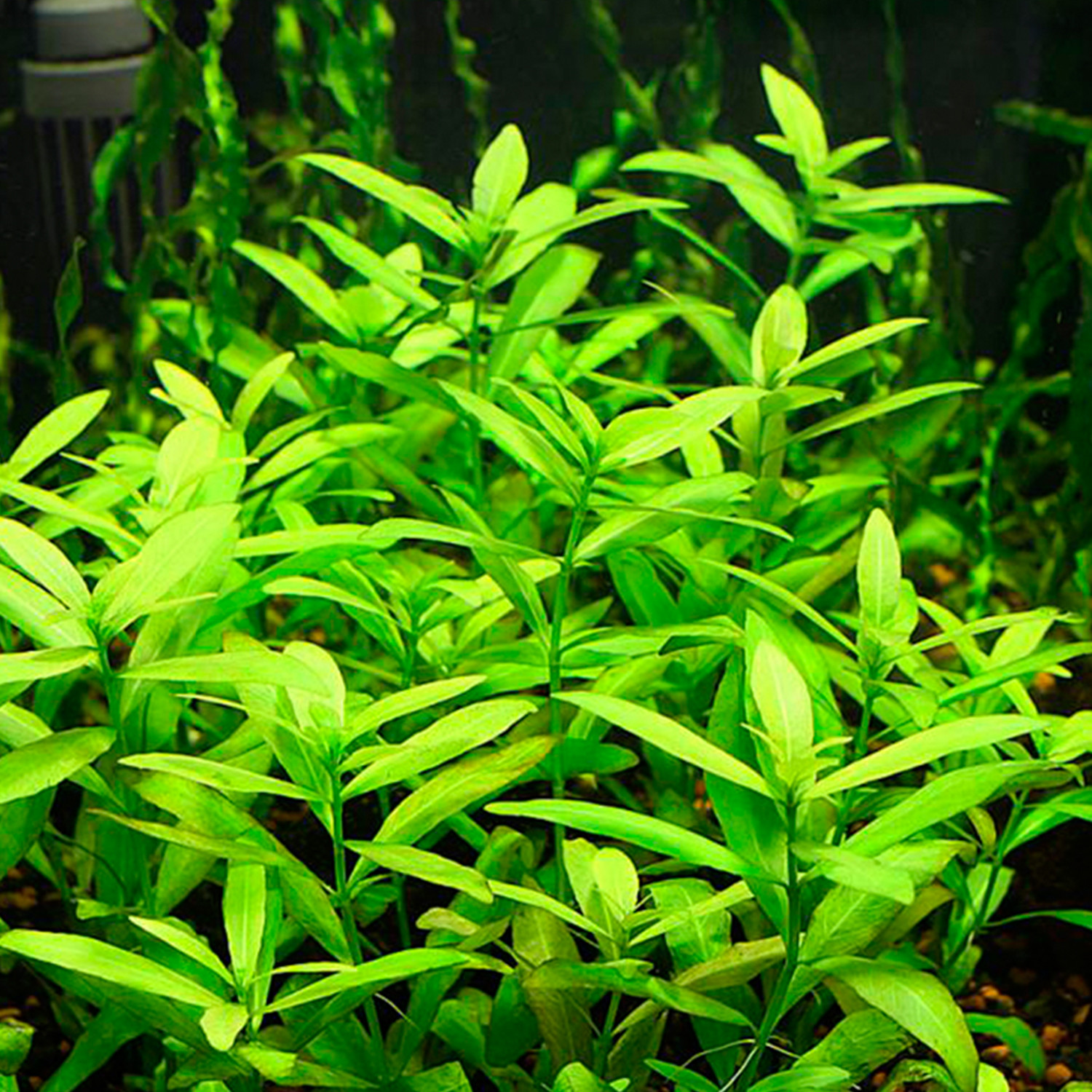 Hygrophila polysperma