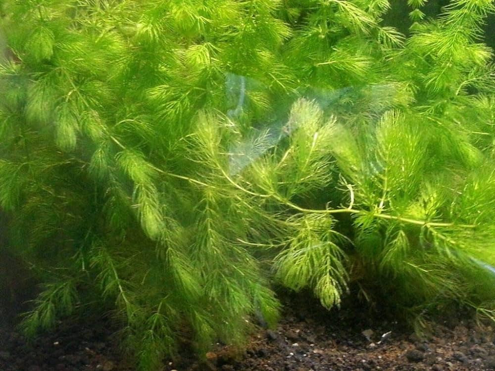 Green hydrilla