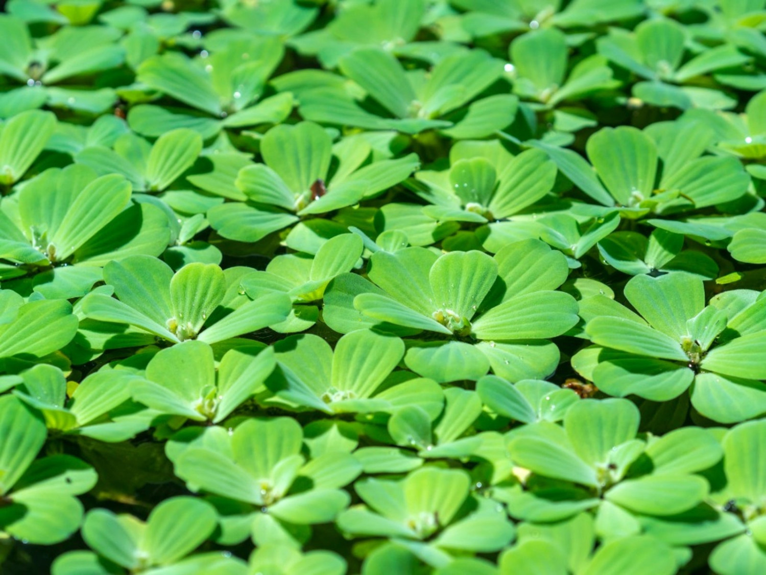 Water cabbage