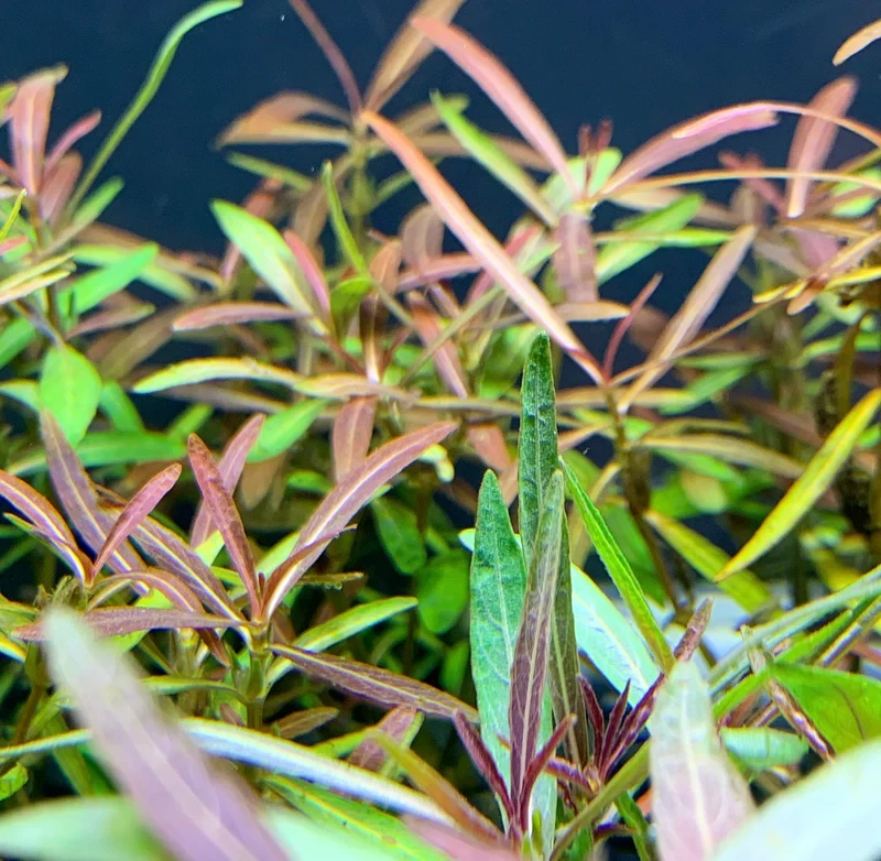 Hygrophila lancea 'Araguaia'