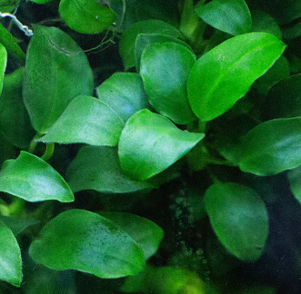 Anubias Nana Petite.