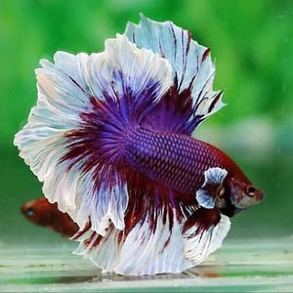 Fancy full moon betta fish