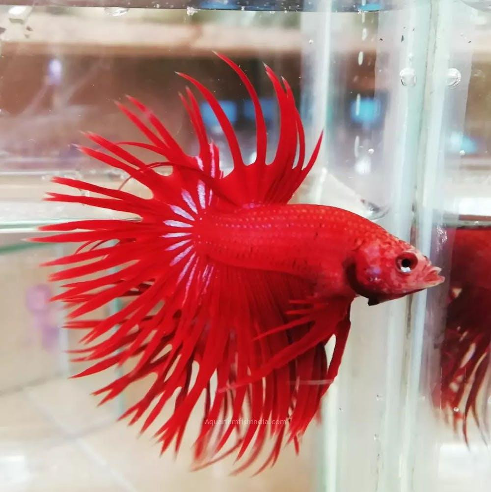 Crown Tail betta fish Male