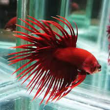 CROWNTAIL