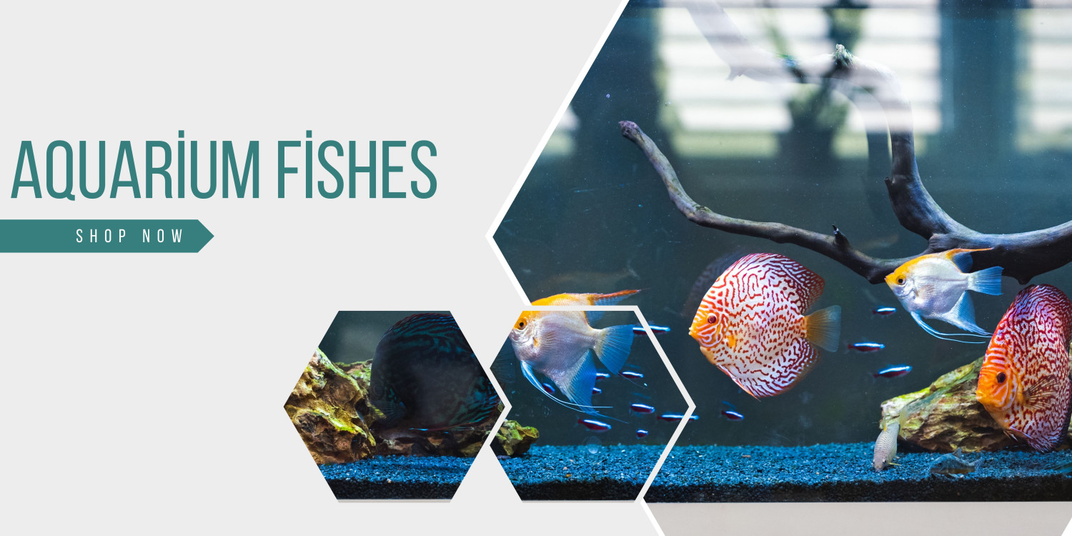 Kolathur Fish Market India s Largest Online Aquarium Marketplace