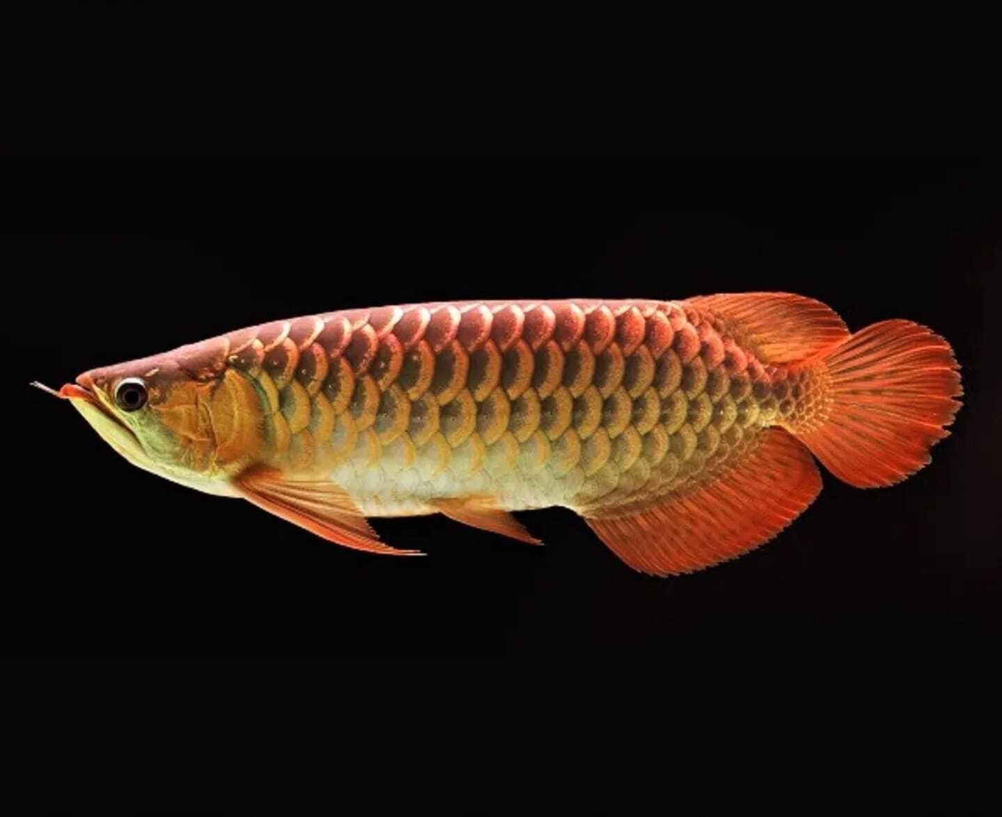 Red Tail Golden Arowana