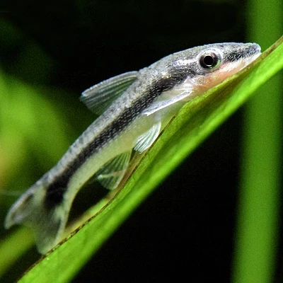 Siamese Algae Eater