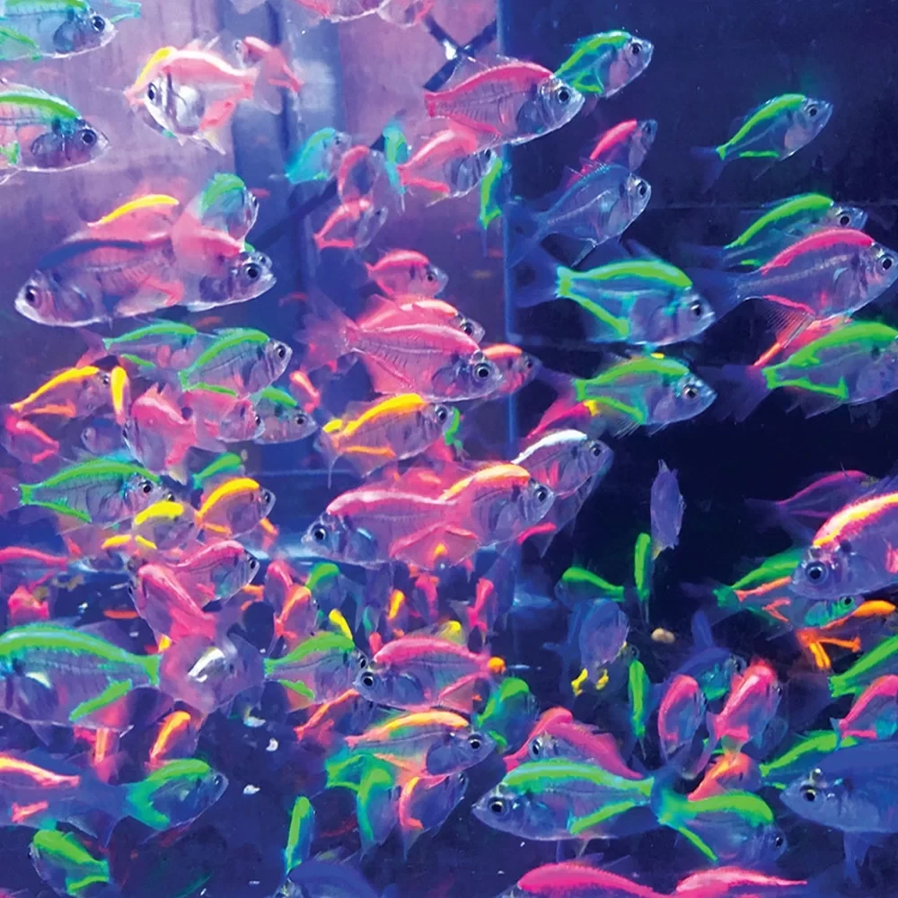 Color Glass Fish