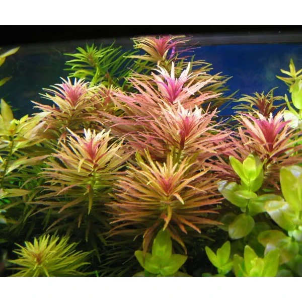 Limnophila Aromatica