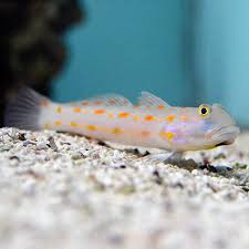 Orange-Spotted Goby fish