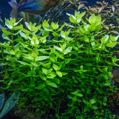 Bacopa Carolinana Pot