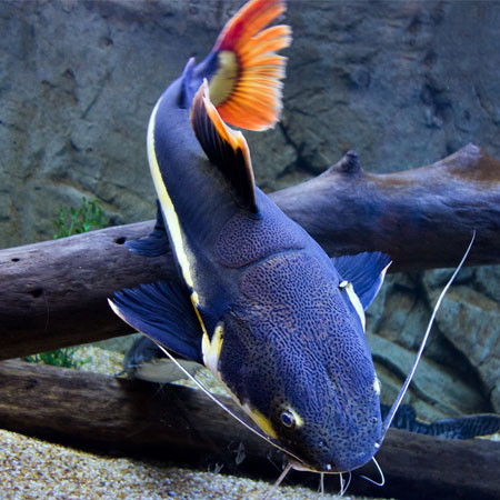 Red Tail Catfish