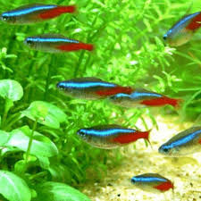 Neon Tetra