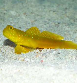 Yellow Watchman Goby fish