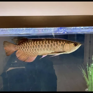 Asian Arowana RTG