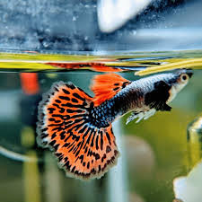 Female Guppy