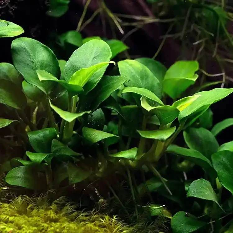 Anubias Lanceolata