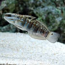 Sleeper-Banded Goby fish