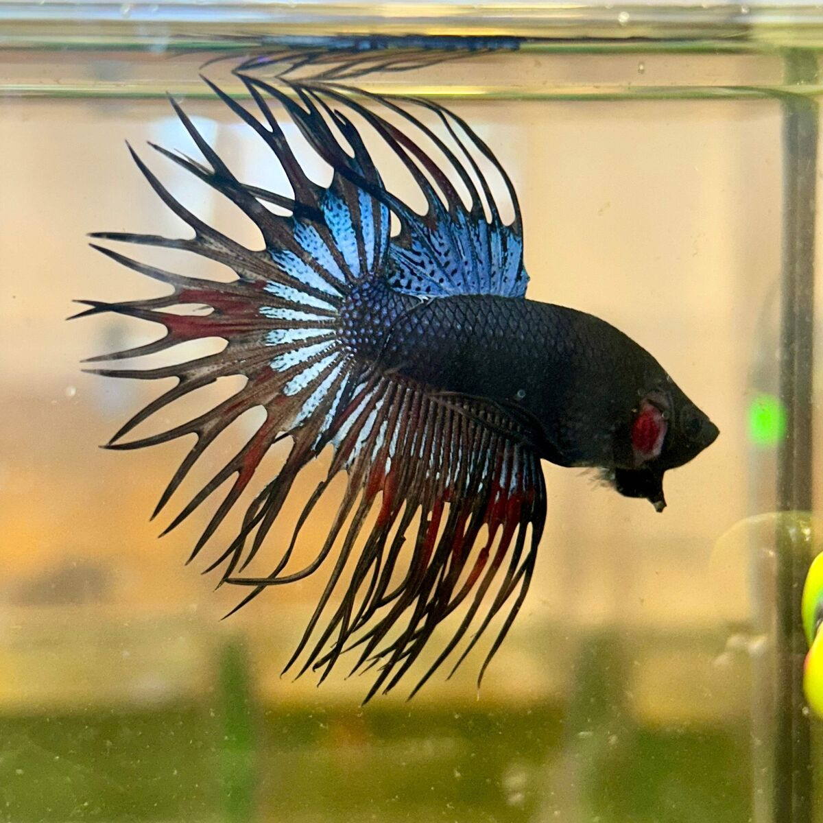 Crown Tail Fighter Betta