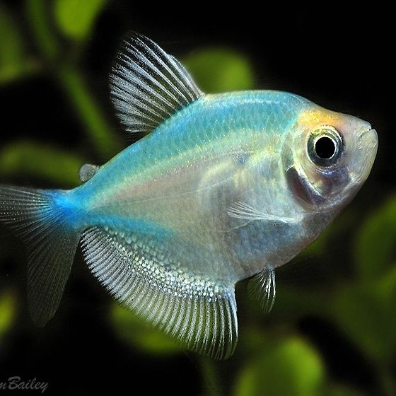 Blue Widow Tetra