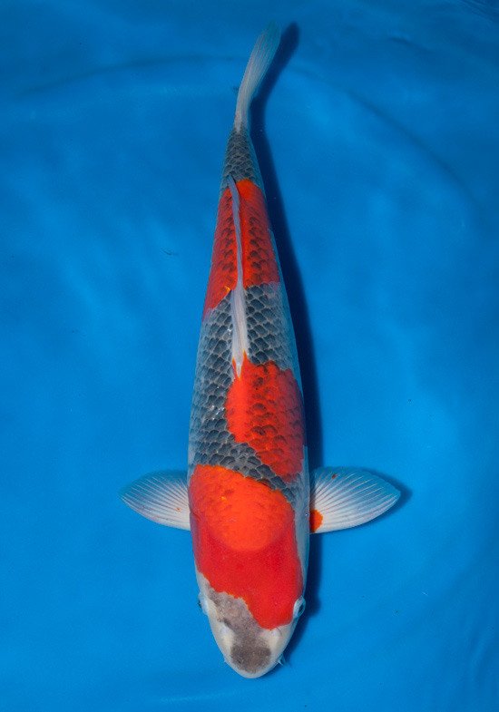 Goshiki Koi kolathur fish market