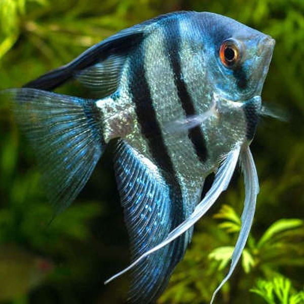 Angel Fish