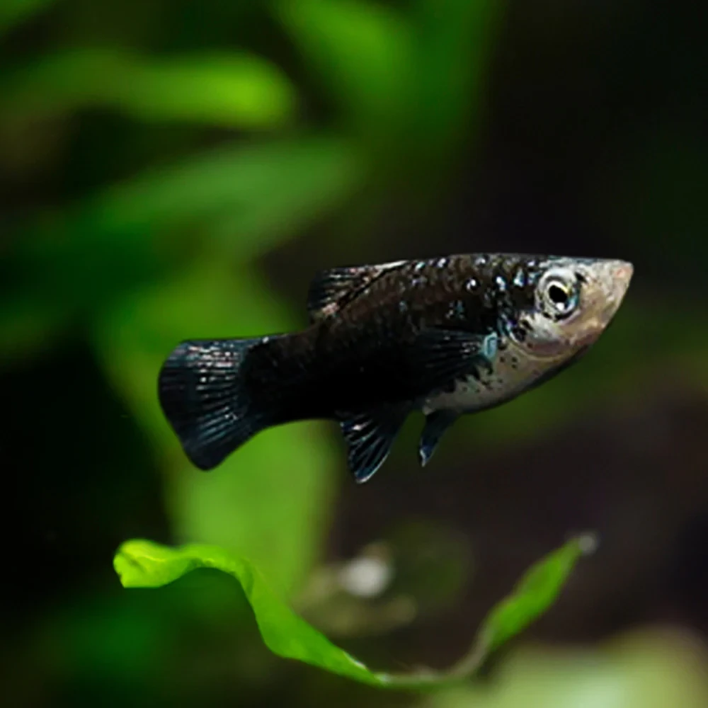 PLATY BLACK