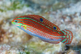 Ornate Wrasse fish