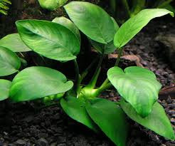 Anubias Glabra(Individual Rhizome)